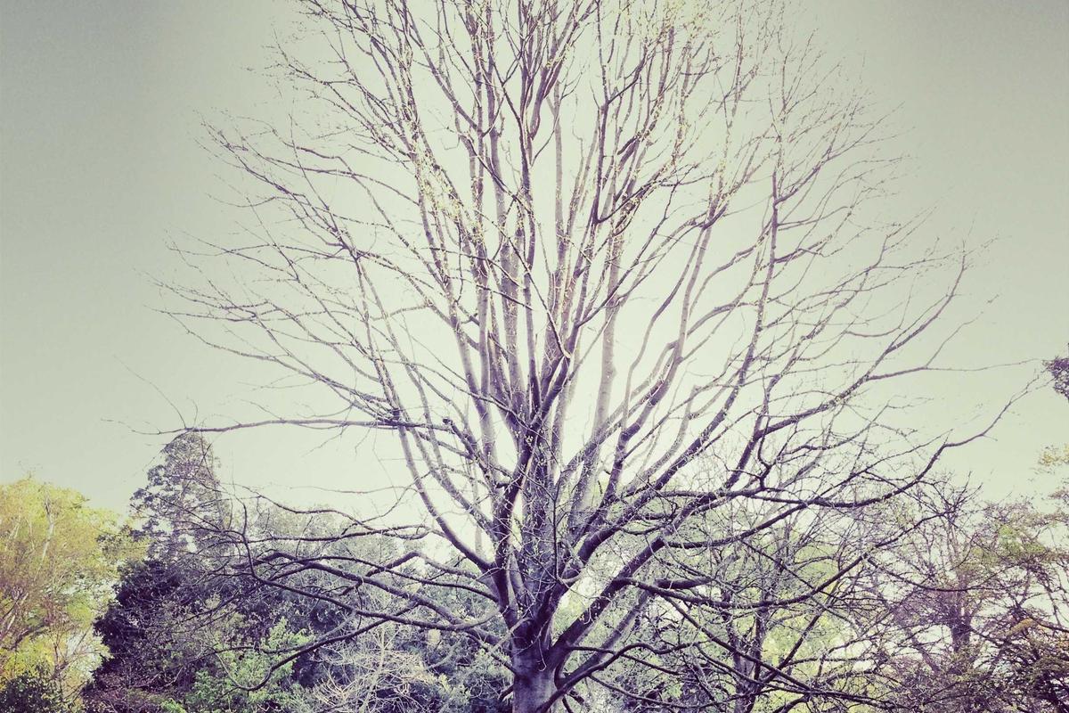 Geist & Gedächtnis – Premium Portal für Hirngesundheit